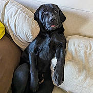 Charlie is registered to the contest to win money with this photo: animal, black_dog, canine, companion, couch, cozy, cute, dog, domestic, fur, home, indoor, labrador, pet, pillows, relaxed, resting, seated, sofa, tongue_out