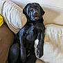 animal, black_dog, canine, companion, couch, cozy, cute, dog, domestic, fur, home, indoor, labrador, pet, pillows, relaxed, resting, seated, sofa, tongue_out