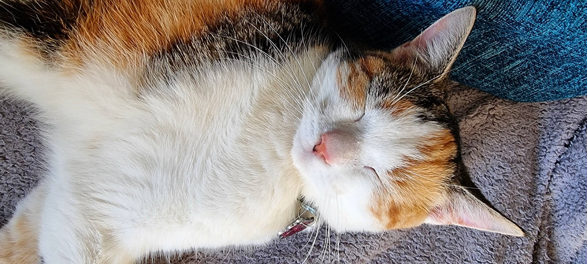 Milo joined the competition — help win amazing prizes! carnivore, cat, claw, close_up, domestic_short_haired_cat, felidae, fur, nap, paw, sleep, small_to_medium_sized_cats, snout, tail, tree, whiskers