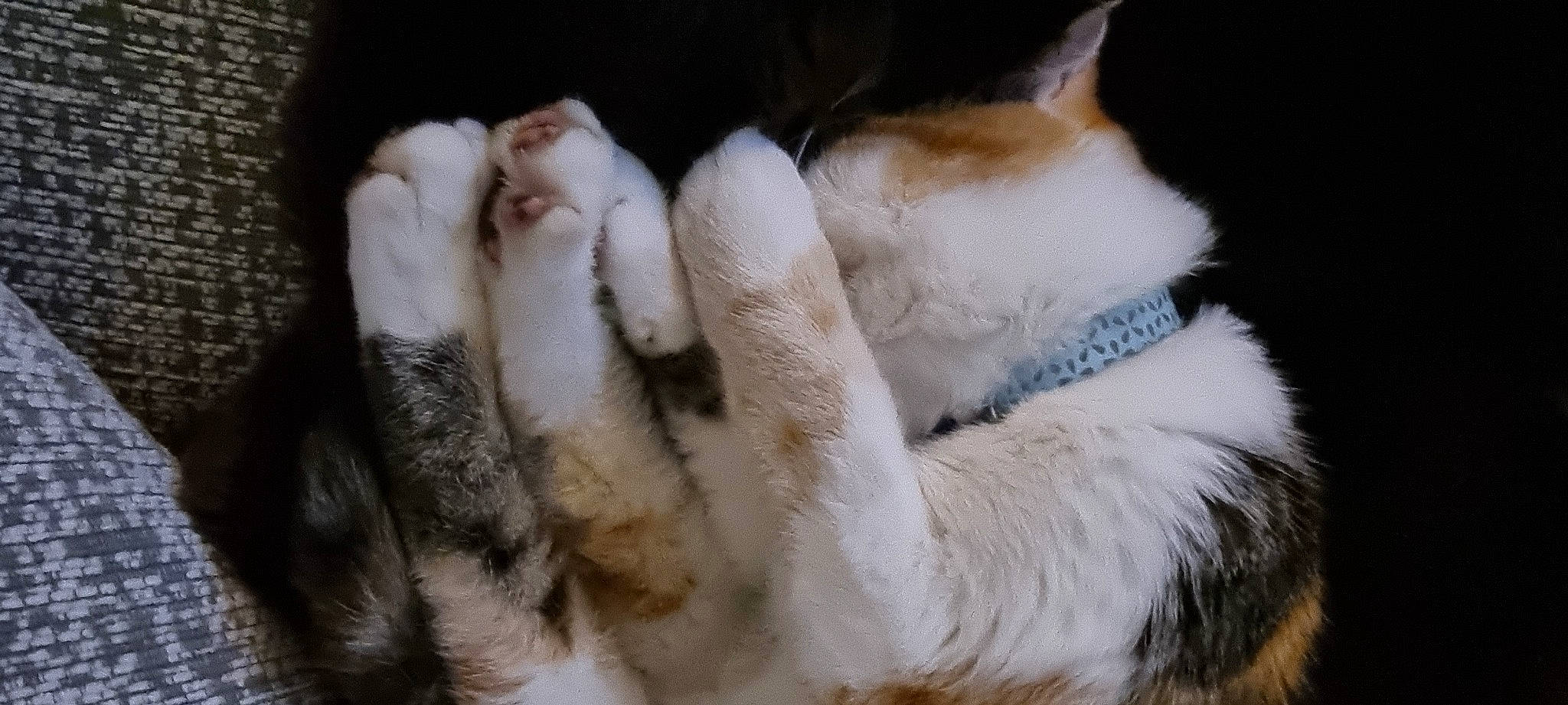 Milo is registered to the contest to win money with this photo: canidae, carnivore, cat, claw, comfort, dog_breed, domestic_short_haired_cat, fawn, felidae, foot, fur, gesture, paw, small_to_medium_sized_cats, snout, sporting_group, tail, terrestrial_animal, toe, whiskers