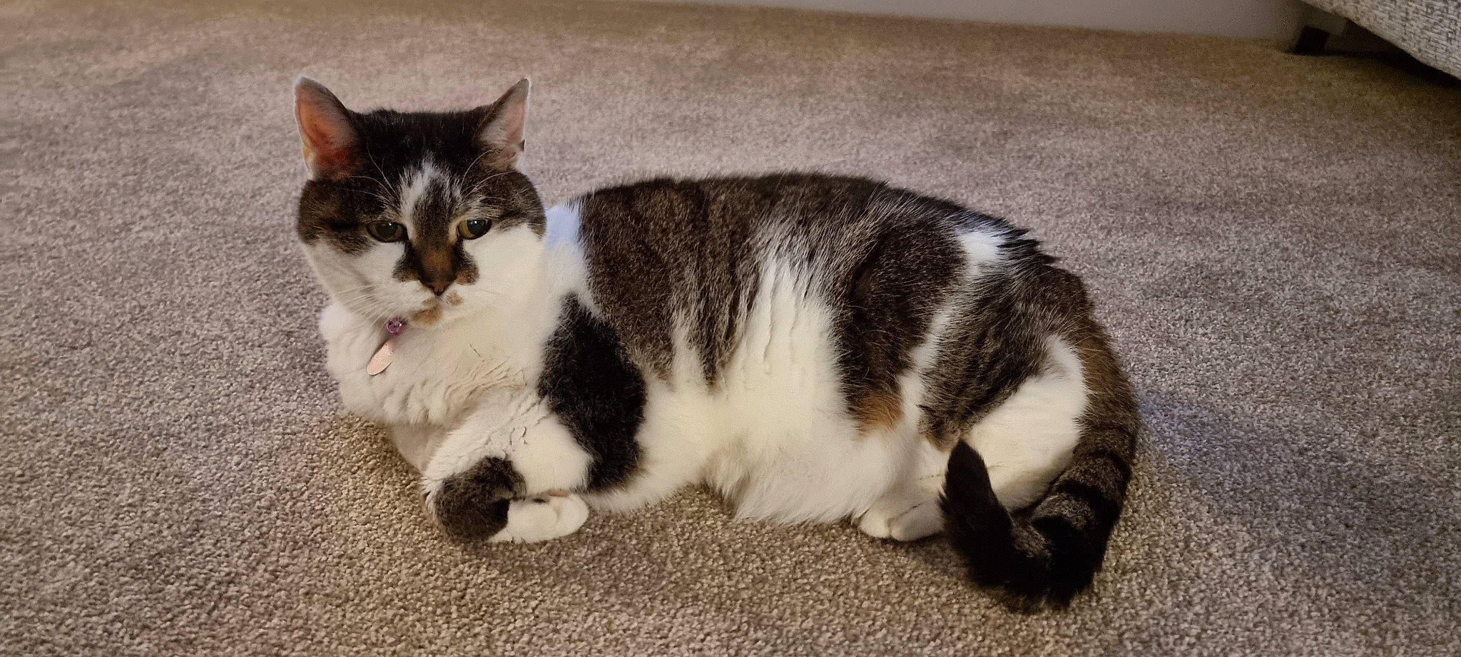 Twinkle joined the competition — help win amazing prizes! carnivore, cat, comfort, domestic_short_haired_cat, felidae, foot, fur, grey, paw, small_to_medium_sized_cats, snout, tail, terrestrial_animal, whiskers