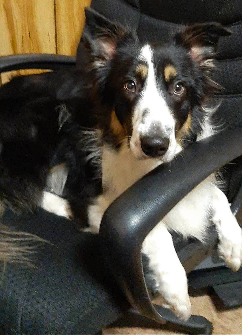 Oswald is registered to the contest to win money with this photo: australian_collie, australian_shepherd, border_collie, canidae, carnivore, companion_dog, dog, dog_breed, english_shepherd, herding_dog, mammal, snout, sporting_group, vertebrate, welsh_sheepdog, working_dog