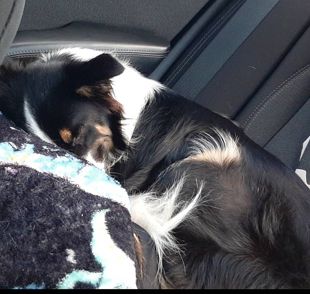 Oswald joined the competition — help win amazing prizes! australian_shepherd, border_collie, canidae, carnivore, companion_dog, dog, dog_breed, ear, love, mountain, puppy, puppy_love, sky, sporting_group, working_dog