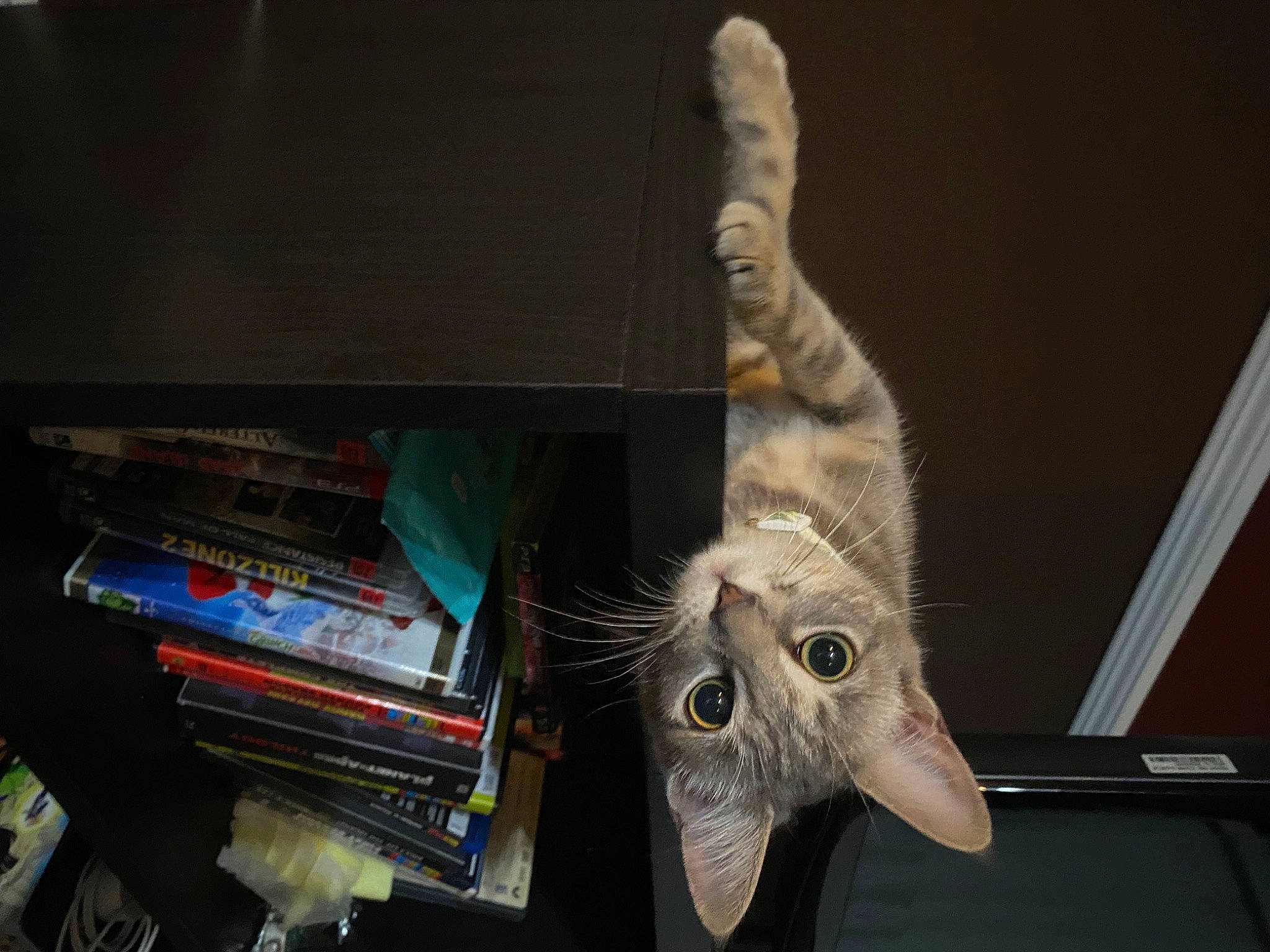 Gigi is registered to the contest to win money with this photo: art, carmine, carnivore, cat, domestic_short_haired_cat, electronic_instrument, felidae, fictional_character, foot, fur, gesture, jaw, musical_instrument, shelf, skeleton, small_to_medium_sized_cats, tail, toy, visual_arts, whiskers