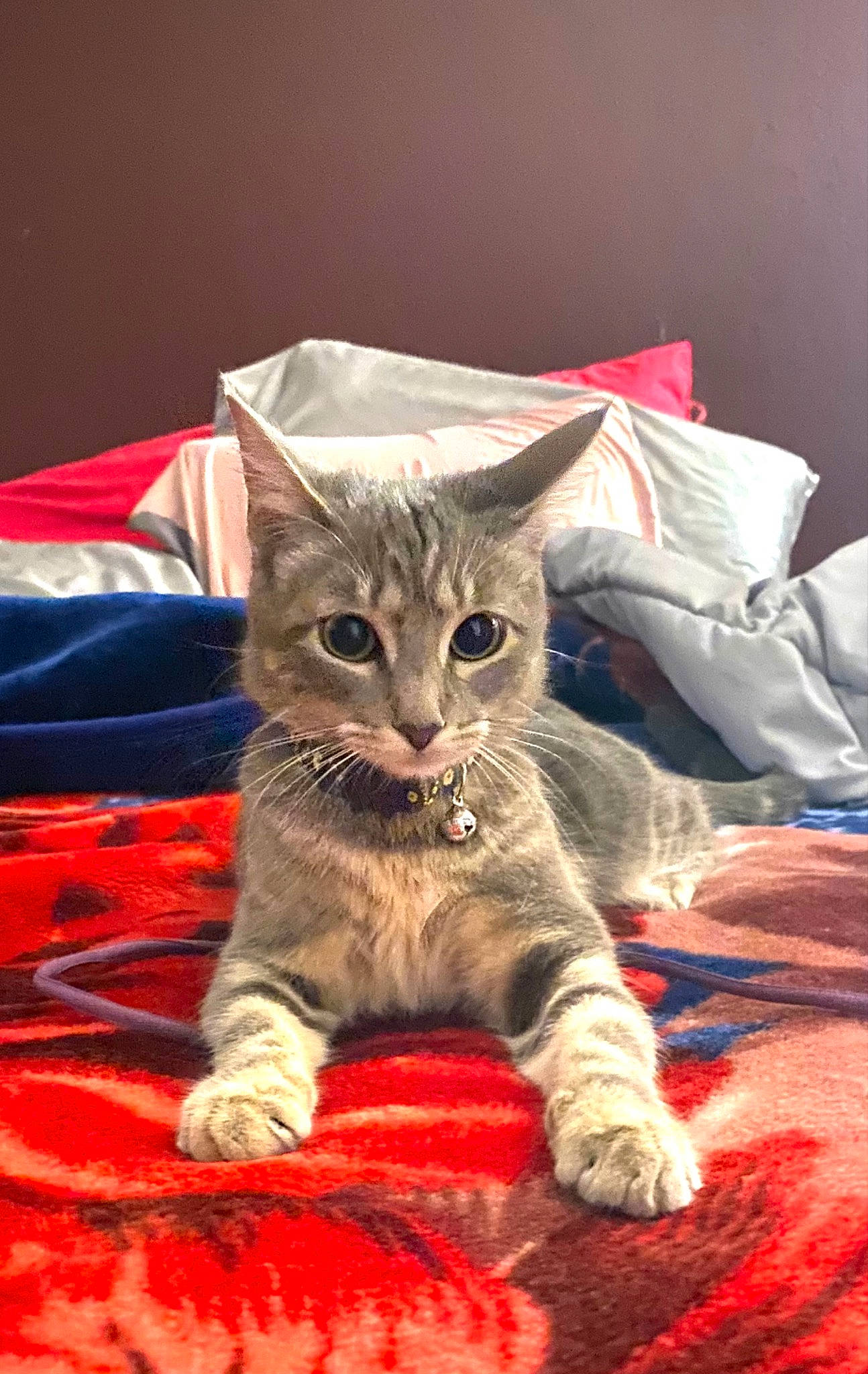 Gigi joined the competition — help win amazing prizes! bed, bedding, carnivore, cat, cat_supply, claw, comfort, couch, domestic_short_haired_cat, fawn, felidae, fur, linens, nap, paw, sitting, small_to_medium_sized_cats, snout, tail, whiskers