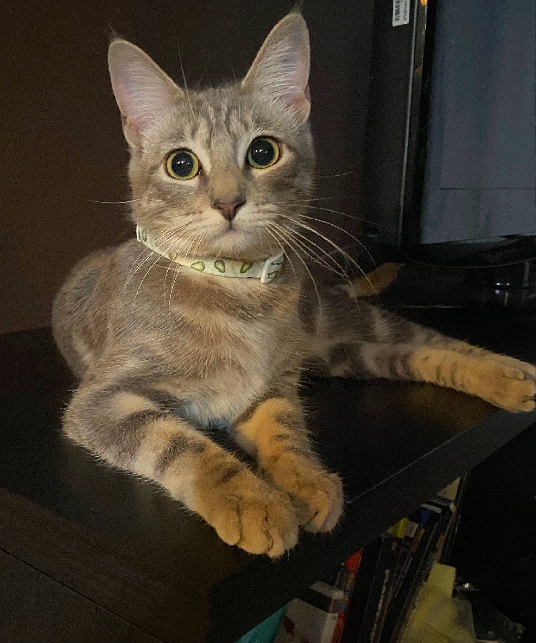 Gigi is registered to the contest to win money with this photo: box, carnivore, cat, claw, domestic_short_haired_cat, felidae, fur, paw, photo_caption, sitting, small_to_medium_sized_cats, snout, tail, whiskers, window