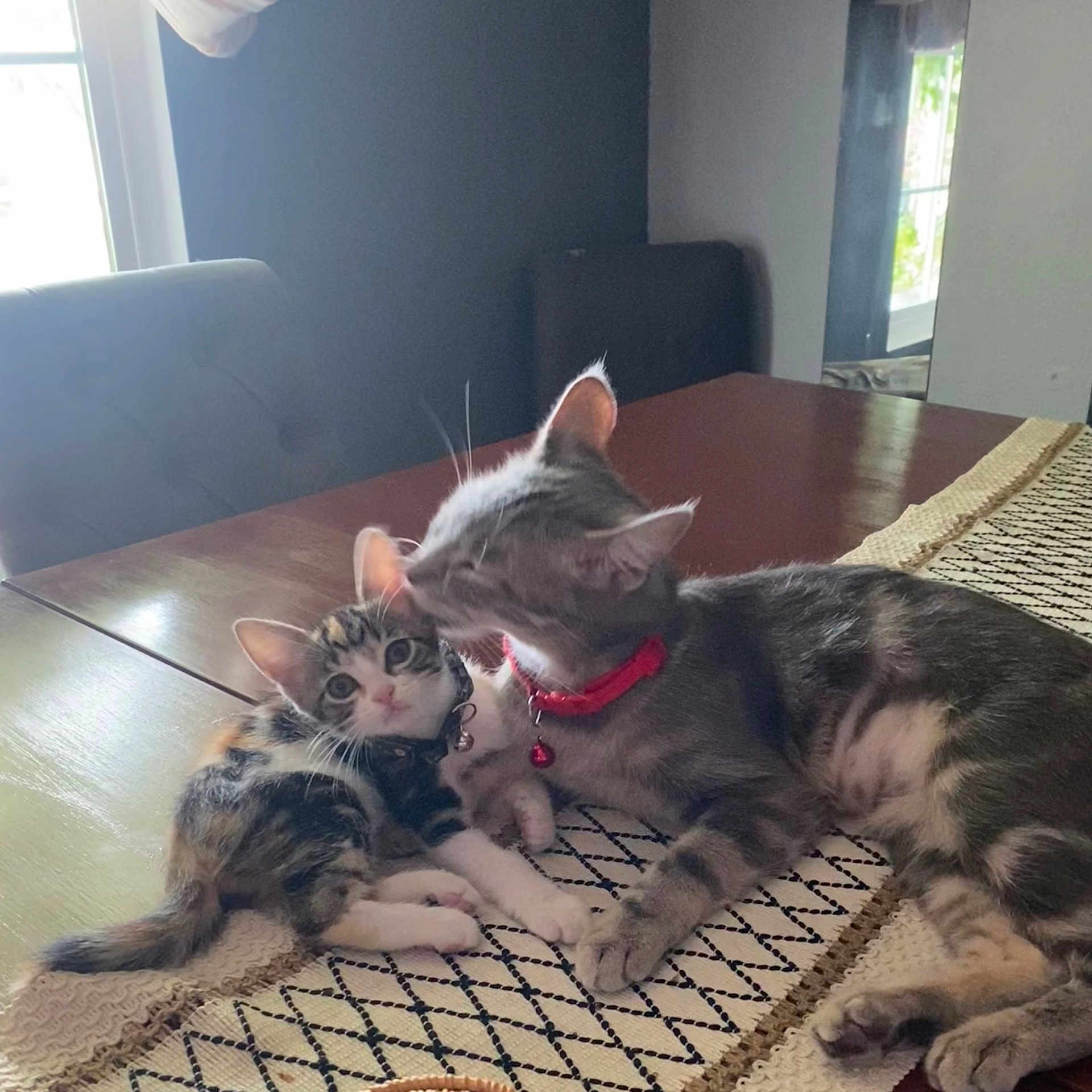 Gigi And Eevee