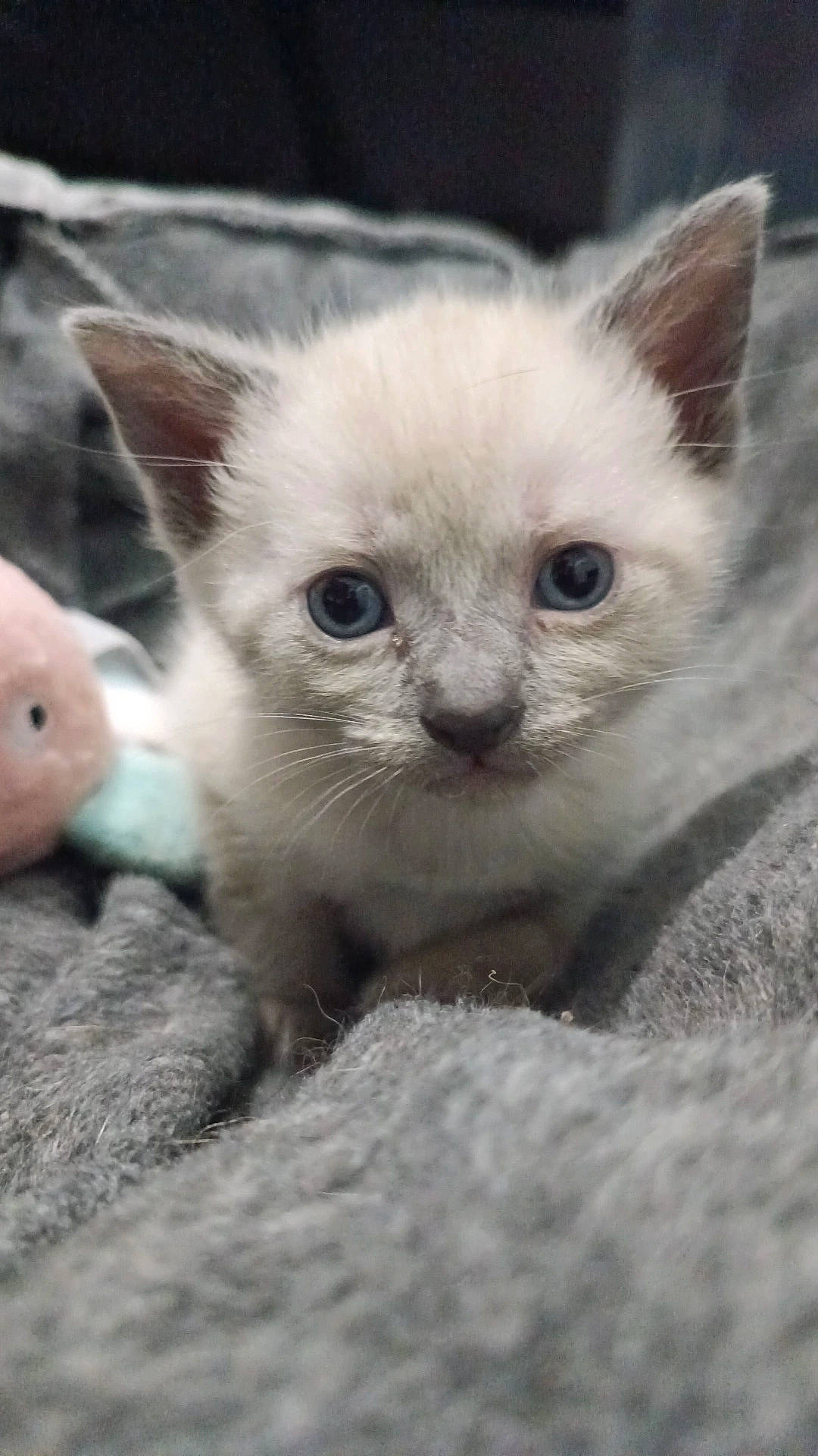 Umi a rejoint le concours — aidez-le/la à gagner de superbes lots ! carnivore, cat, claw, comfort, domestic_short_haired_cat, ear, eye, fawn, felidae, fur, head, small_to_medium_sized_cats, snout, terrestrial_animal, whiskers