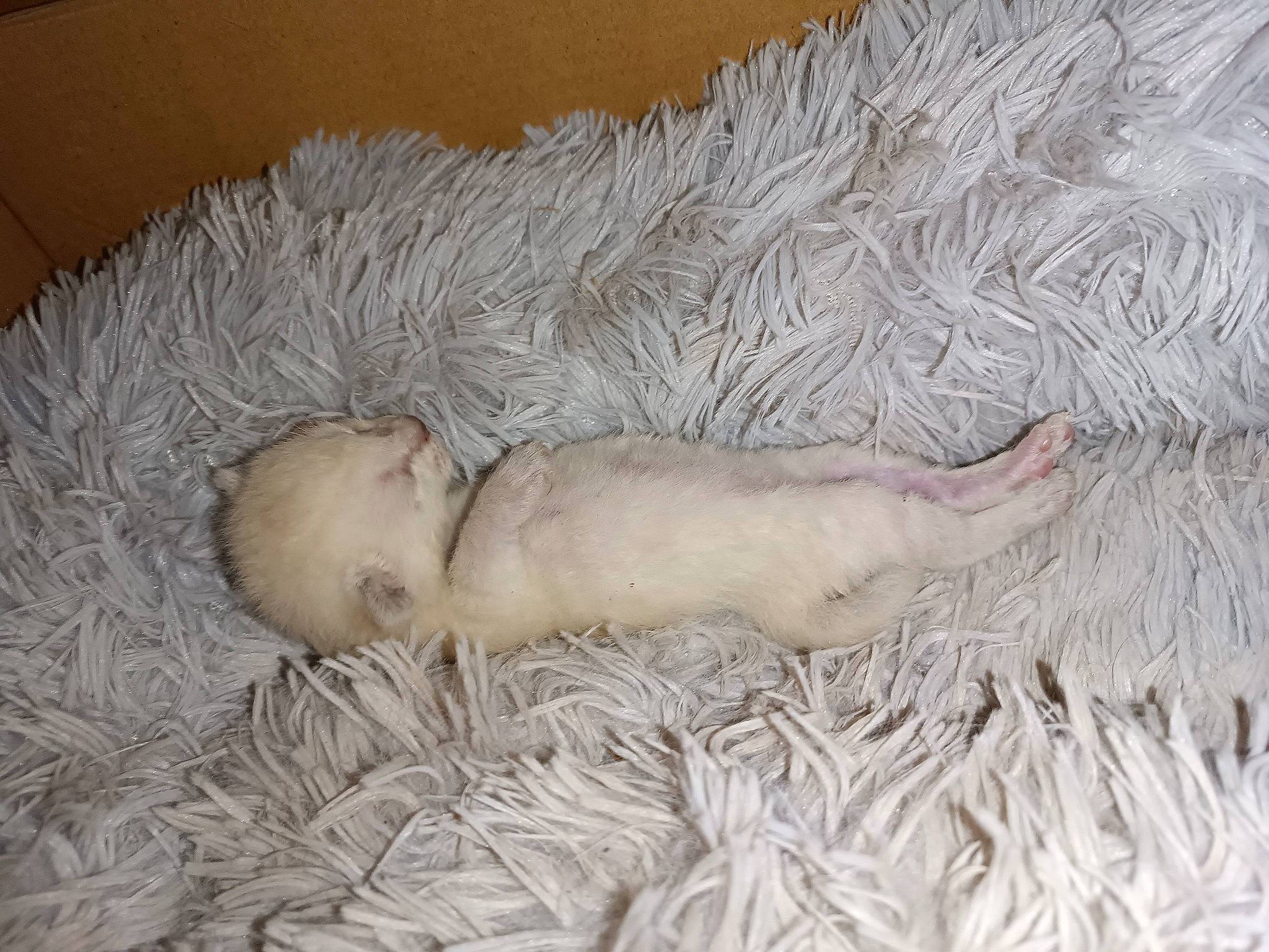 Umi participe au concours pour gagner de l'argent avec cette photo : baby, bedding, bedtime, canidae, carnivore, comfort, companion_dog, dog, dog_breed, fawn, felidae, flooring, fur, linens, nap, sleep, sporting_group