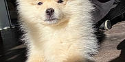 Jasper is registered to the contest to win money with this photo: dog, puppy, pomeranian, fluffy, fur, pet, indoor, sunlight, shadow, hardwood_floor, paws, nose, face, portrait, cute, cozy, sitting, small_dog, relaxing, whiskers