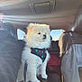Jasper is registered to the contest to win money with this photo: dog, pomeranian, puppy, fluffy, fur, harness, leash, car_interior, car_seat, backseat, sunlight, lens_flare, portrait, pet, small_dog, travel, window, seat_cover, human_partial, cute