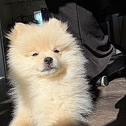 Jasper is registered to the contest to win money with this photo: dog, puppy, pomeranian, fluffy, fur, close_up, portrait, sunlight, shadow, indoor, wooden_floor, floor, cute, pet, nose, eyes, whiskers, shoe, human_leg, mirror