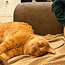 cat, orange_cat, sleeping, lying_down, upside_down, fur, whiskers, pink_nose, green_eyes, relaxed, cozy, blanket, indoor, home, chair, clothing, laundry, pet, close_up, funny