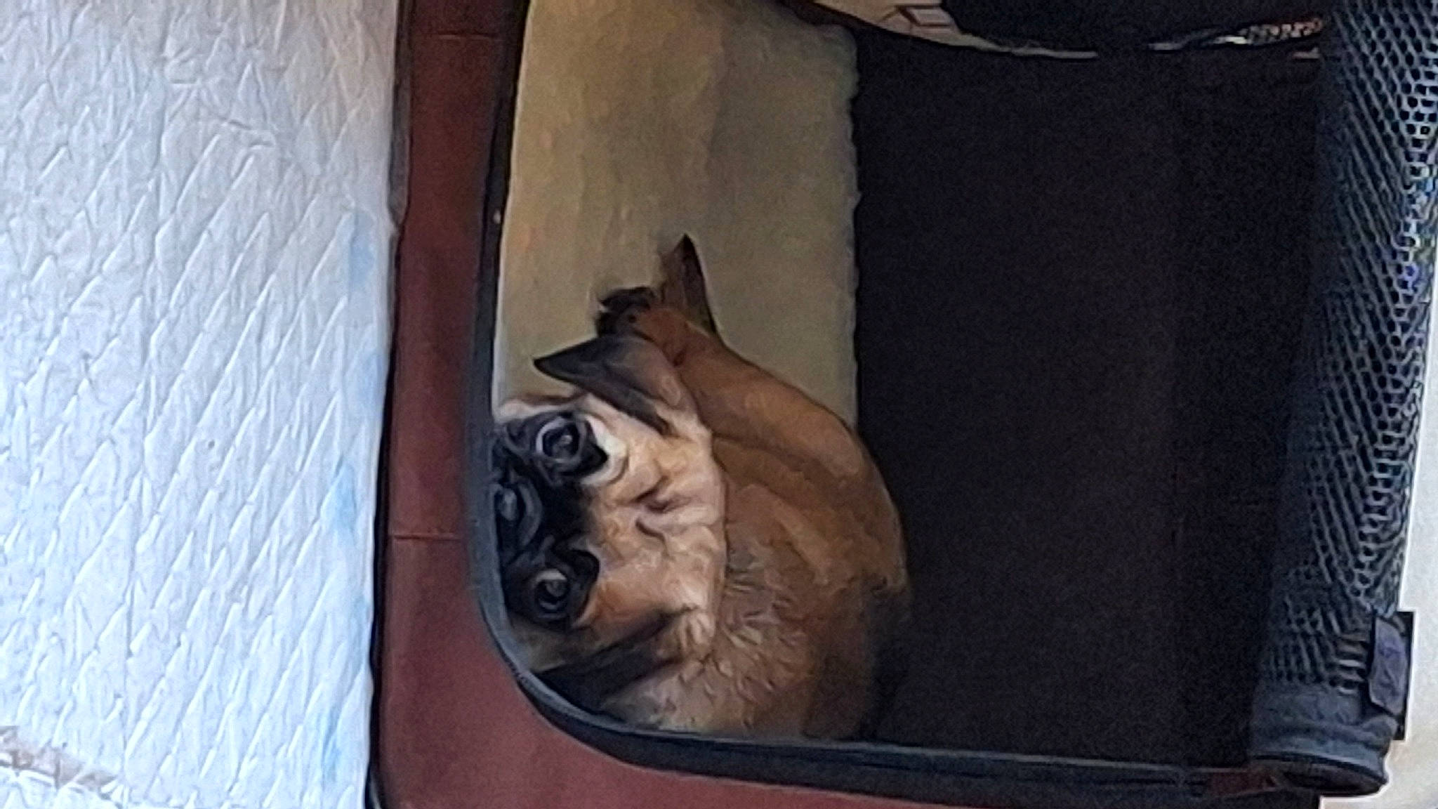 Ben joined the competition — help win amazing prizes! art, dog_breed, door, facade, fawn, fur, grey, hardwood, liver, painting, sculpture, snout, sporting_group, terrestrial_animal, visual_arts, whiskers, wildlife, window, wood, wrinkle