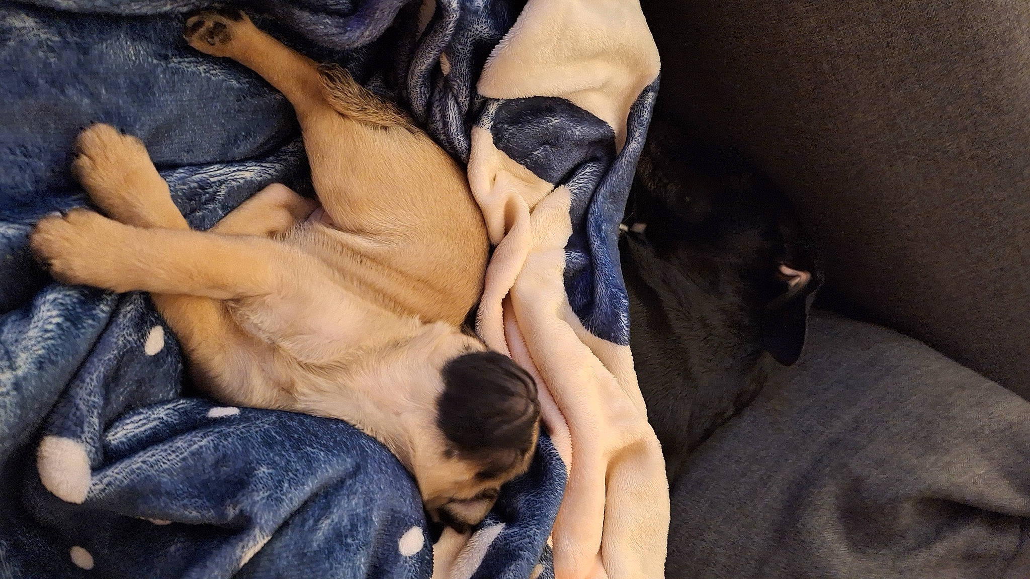 Ben is registered to the contest to win money with this photo: canidae, carnivore, comfort, companion_dog, dog, dog_breed, fawn, fur, gesture, guard_dog, nail, nap, paw, puppy, puppy_love, snout, sporting_group, toy_dog, whiskers, working_animal