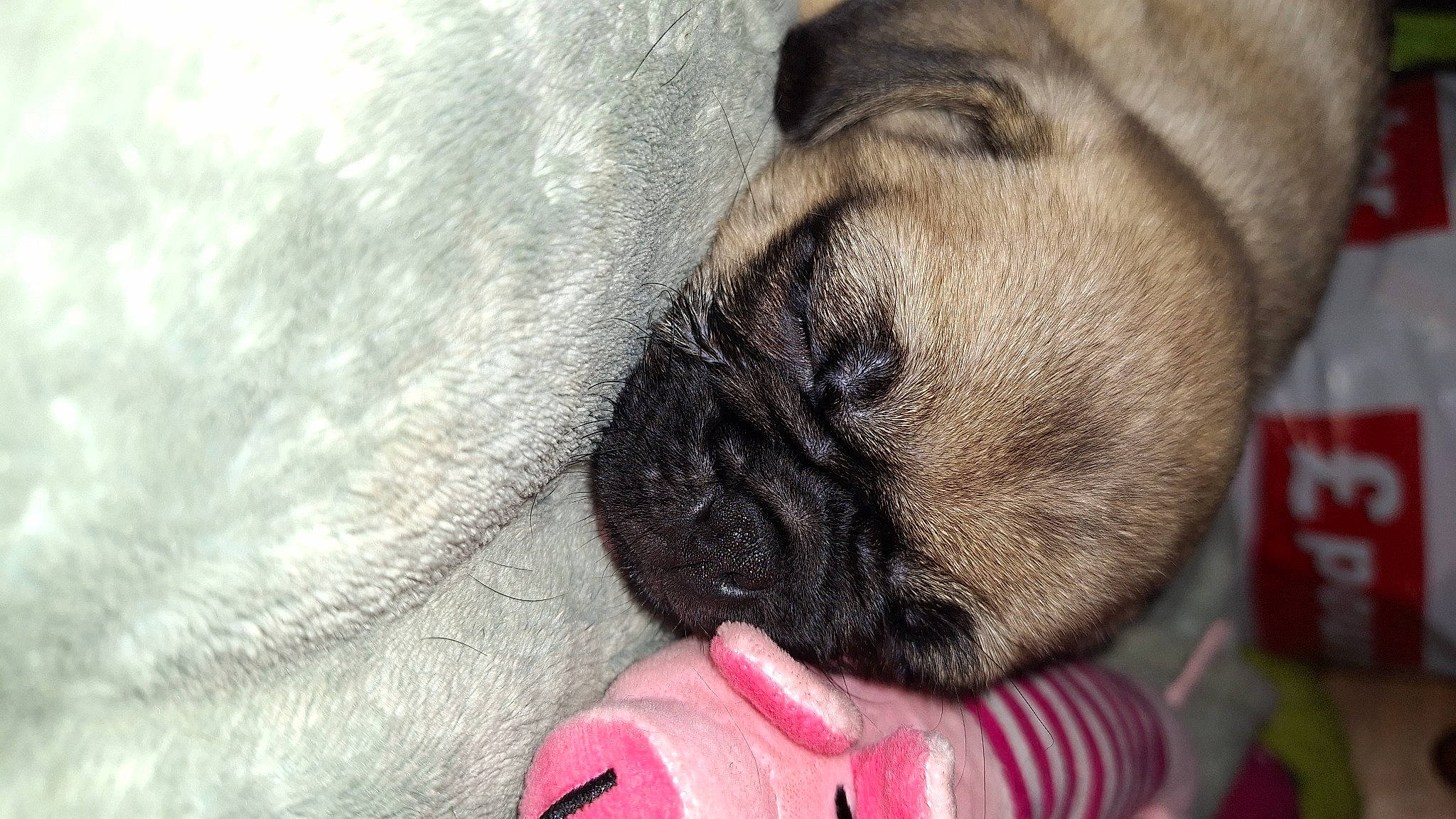 Ben is registered to the contest to win money with this photo: bulldog, canidae, carnivore, claw, close_up, comfort, companion_dog, dog, dog_breed, fawn, fur, nap, paw, pug, sporting_group, terrestrial_animal, toy_dog, whiskers, working_animal, wrinkle