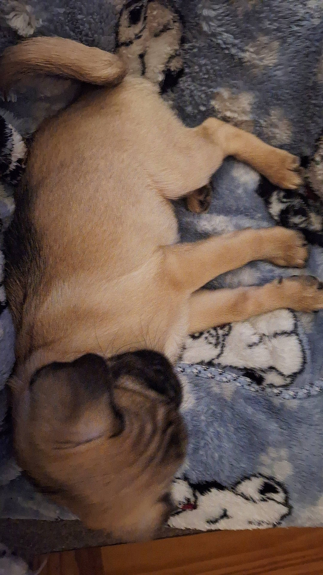 Ben is registered to the contest to win money with this photo: art, canidae, carnivore, companion_dog, dog, dog_breed, fawn, foot, fur, gesture, paw, snout, sporting_group, tail, terrestrial_animal, whiskers, wildlife, wood, working_animal, wrinkle