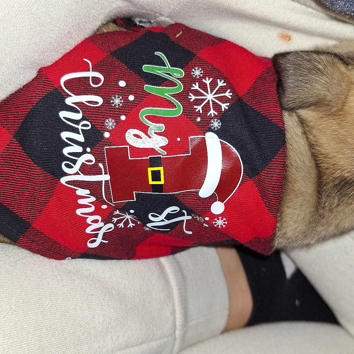 Ben is registered to the contest to win money with this photo: bag, cap, carmine, collar, comfort, companion_dog, fashion_accessory, font, fur, human_leg, linens, pattern, sleeve, sportswear, t_shirt, top, wool
