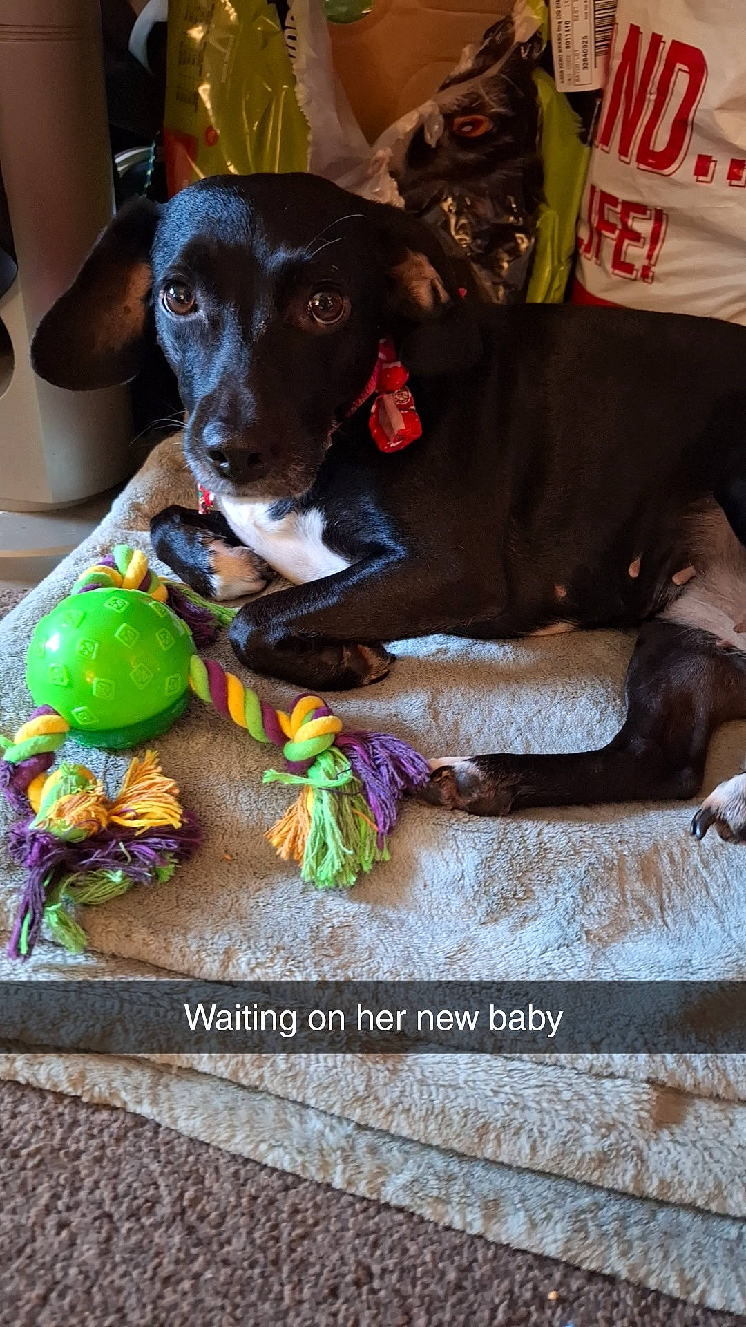 Holly joined the competition — help win amazing prizes! canidae, carnivore, collar, companion_dog, dog, dog_breed, dog_clothes, dog_collar, dog_supply, dog_toy, guard_dog, pet_supply, sporting_group, toy_dog, working_animal, working_dog