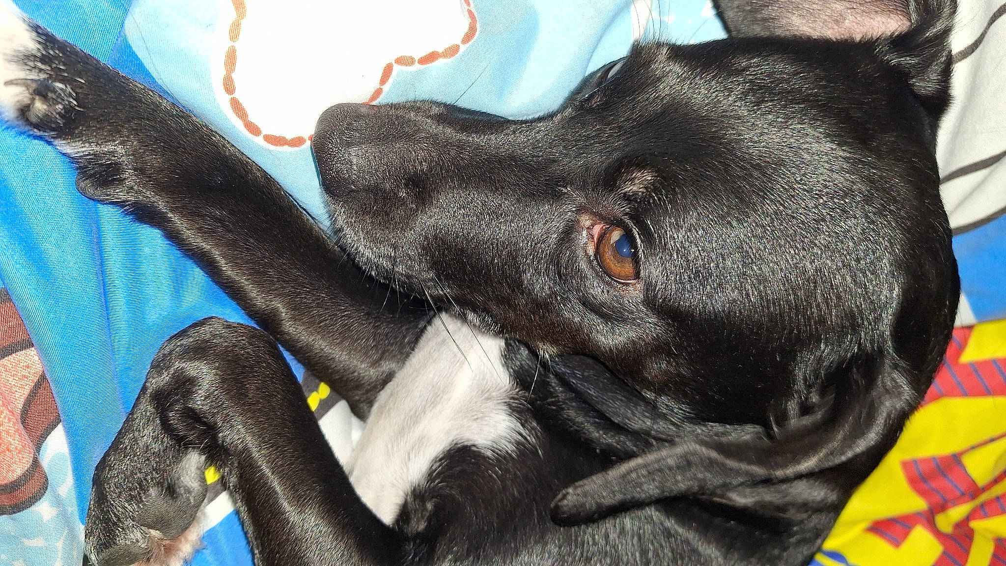 Holly is registered to the contest to win money with this photo: borador, canidae, carnivore, close_up, collar, companion_dog, dog, dog_breed, dog_collar, ear, fawn, fur, guard_dog, liver, pet_supply, snout, sporting_group, terrestrial_animal, whiskers, working_animal