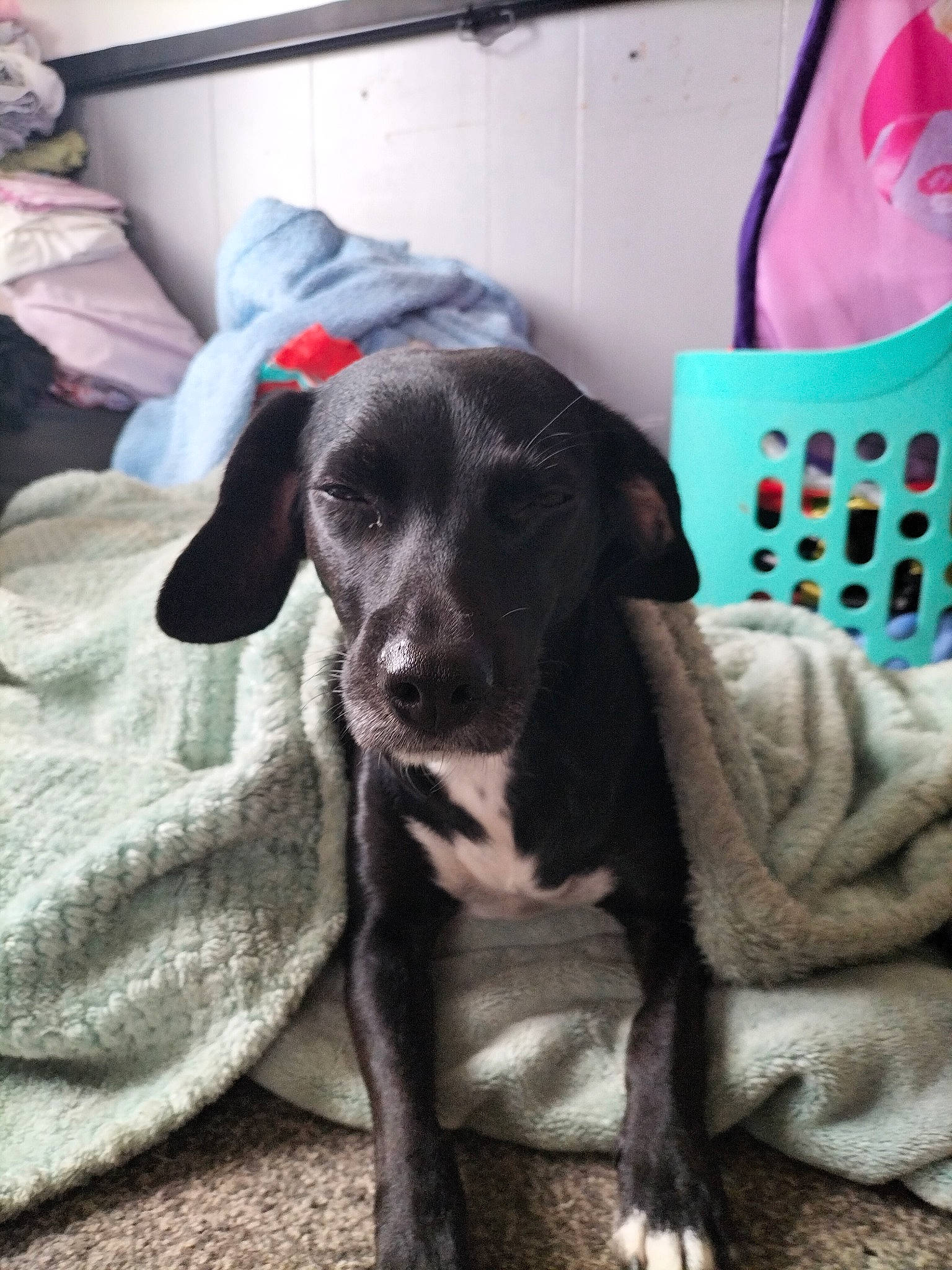 Holly joined the competition — help win amazing prizes! carnivore, chair, comfort, companion_dog, dog, dog_breed, dog_supply, ear, fawn, flooring, fur, non_sporting_group, paw, pet_supply, puppy, sitting, snout, sporting_group, whiskers, working_animal