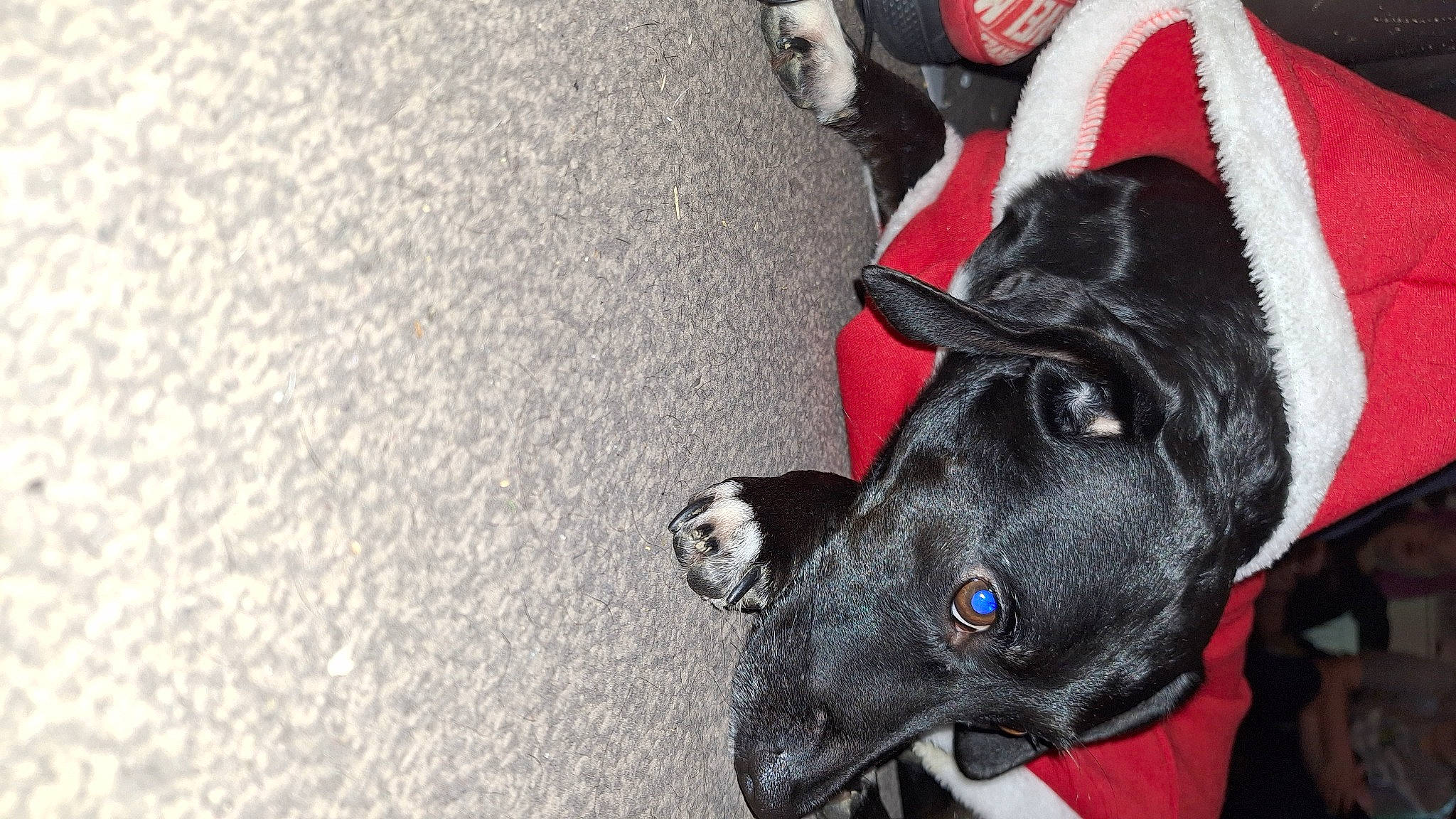 Holly is registered to the contest to win money with this photo: canidae, carmine, carnivore, collar, companion_dog, dog, dog_breed, dog_collar, dog_supply, ear, fashion_accessory, fawn, fur, grey, leash, pet_supply, snout, sporting_group, whiskers, working_animal