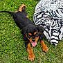Néo participe au concours pour gagner de l'argent avec cette photo : puppy, dog, grass, outdoor, tongue_out, black_and_tan, playful, blanket, bag, pet, cute, animal, lying_down, summer, nature, young_dog, fur, ears, happy, daytime