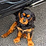 Néo participe au concours pour gagner de l'argent avec cette photo : puppy, dog, black, tan, asphalt, car, reflection, scratches, sitting, curious, outdoor, collar, pet, small_dog, canine, fur, ears, eyes, paw, head_tilt