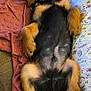 dog, puppy, sleeping, relaxed, lying_down, black_and_tan, fur, collar, blanket, pajamas, floral_pattern, indoors, cozy, paw, tail, resting, cute, pet, companion, couch