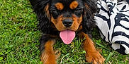 Néo a rejoint le concours — aidez-le/la à gagner de superbes lots ! puppy, dog, grass, outdoor, tongue_out, black_fur, tan_fur, pet, cute, animal, nature, blanket, backpack, summer, playful, lying_down, fur, young_dog, canine, daytime