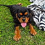 puppy, dog, grass, outdoor, tongue_out, black_fur, tan_fur, pet, cute, animal, nature, blanket, backpack, summer, playful, lying_down, fur, young_dog, canine, daytime