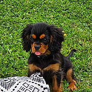 Néo participe au concours pour gagner de l'argent avec cette photo : puppy, dog, grass, outdoor, black_and_tan, tongue_out, blanket, patterned_blanket, cute, small_dog, animal, pet, fur, nature, playful, sitting, young_dog, collar, greenery, field