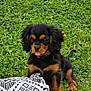 puppy, dog, grass, outdoor, black_and_tan, tongue_out, blanket, patterned_blanket, cute, small_dog, animal, pet, fur, nature, playful, sitting, young_dog, collar, greenery, field