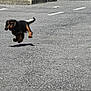 puppy, dog, running, jumping, parking_lot, car, black_dog, brown_dog, outdoor, daylight, shadow, asphalt, vehicle, pet, energetic, young_dog, canine, playful, motion, small_dog