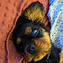 puppy, dog, sleeping, blue_eyes, blanket, orange_blanket, fur, black_and_tan, collar, pet, domestic_animal, cute, young_dog, lying_down, indoor, person, clothing, pattern, relaxed, sleepy