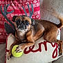 dog, small_dog, brown_dog, tennis_ball, pillow, holiday_pillow, reindeer_pillow, red_pillow, sofa, couch, indoor, pet, animal, tail, claw, close_up, cute, playful, resting, cozy