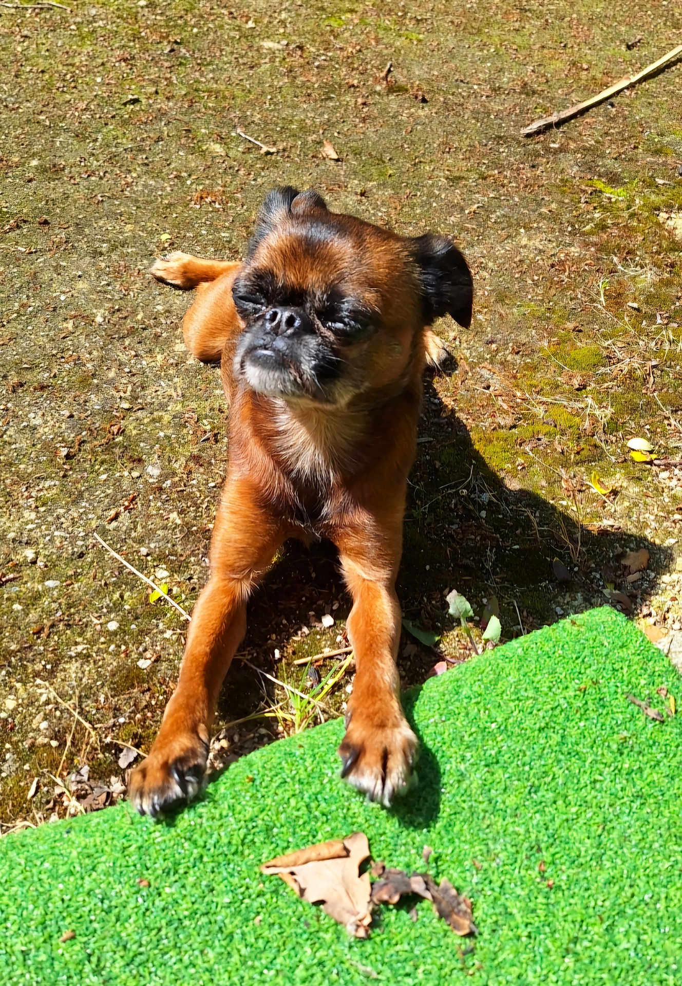 Massaï a rejoint le concours — aidez-le/la à gagner de superbes lots ! dog, brown_dog, small_dog, outdoor, sunlight, grass, green_turf, paws, relaxed, pet, animal, nature, shadow, ground, leaf, summer, daytime, moss, fur, canine
