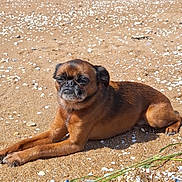 Massaï participe au concours pour gagner de l'argent avec cette photo : dog, beach, sand, shells, sunlight, outdoor, pet, animal, brown_fur, relaxed, lying_down, small_dog, nature, daylight, closeup, canine, snout, ears, paw, quiet