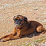 dog, beach, sand, shells, sunlight, outdoor, pet, animal, brown_fur, relaxed, lying_down, small_dog, nature, daylight, closeup, canine, snout, ears, paw, quiet