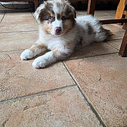 Belle participe au concours pour gagner de l'argent avec cette photo : puppy, dog, blue_eyes, fluffy, lying_down, indoor, tile_floor, wooden_furniture, curious, pet, animal, cute, young, domestic, small, fur, mammal, resting, looking, home