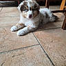 puppy, dog, blue_eyes, fluffy, lying_down, indoor, tile_floor, wooden_furniture, curious, pet, animal, cute, young, domestic, small, fur, mammal, resting, looking, home