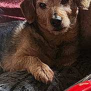 Luigi a rejoint le concours — aidez-le/la à gagner de superbes lots ! dog, pet, fur, paw, blanket, resting, indoor, closeup, brown, black, relaxed, animal, companion, cozy, texture, comfort, light, shadow, red, background