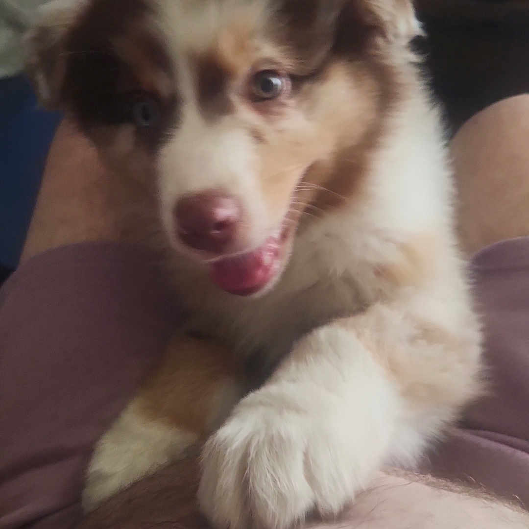 Belles participe au concours pour gagner de l'argent avec cette photo : animal, blurred_background, brown, closeup, companion, cute, dog, friendship, fur, fur_pattern, happy, human_leg, indoor, lap, pet, playful, puppy, tongue, white, young