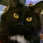 Charlie joined the competition — help win amazing prizes! cat, black_cat, yellow_eyes, close_up, furry, pet, animal, whiskers, indoor, face, fur, cute, mammal, domestic_animal, portrait, looking, curious, black_fur, white_patch, feline