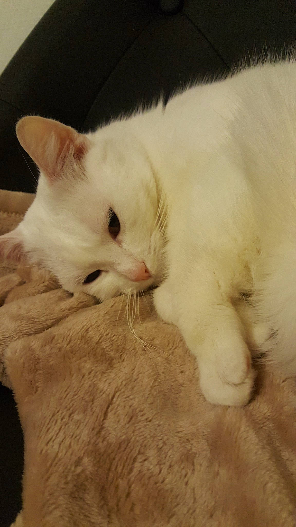 Crotouille a rejoint le concours — aidez-le/la à gagner de superbes lots ! burmilla, carnivore, cat, colorpoint_shorthair, ear, eye, felidae, fur, khao_manee, kitten, mammal, nose, ojos_azules, paw, skin, small_to_medium_sized_cats, snout, turkish_angora, turkish_van, whiskers