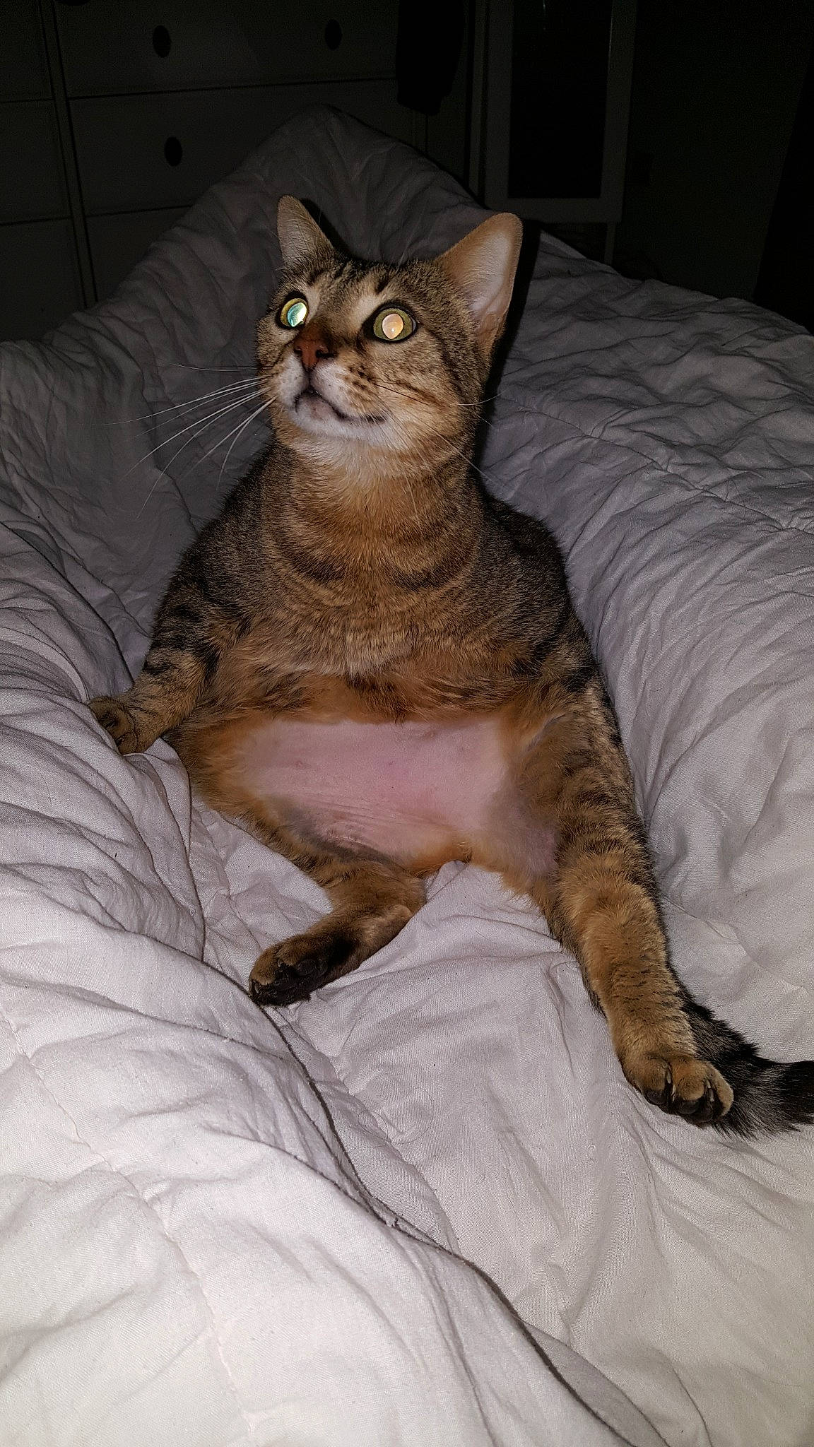 Shrek participe au concours pour gagner de l'argent avec cette photo : asian, australian_mist, california_spangled, carnivore, cat, chausie, domestic_short_haired_cat, dragon_li, european_shorthair, fawn, felidae, german_rex, mammal, ocicat, pixie_bob, small_to_medium_sized_cats, sokoke, tabby_cat, vertebrate, whiskers