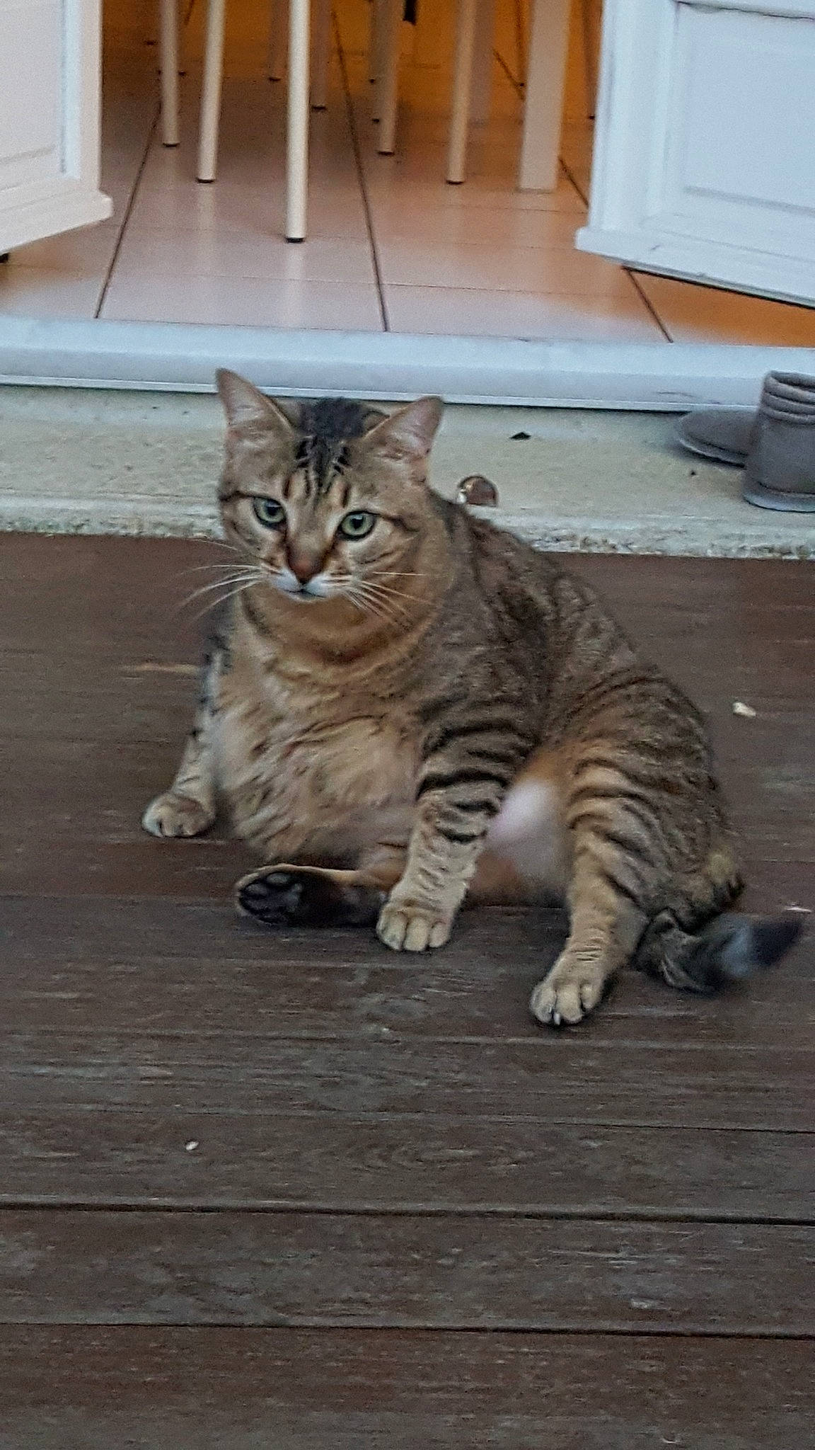 Shrek participe au concours pour gagner de l'argent avec cette photo : asian, bengal, california_spangled, carnivore, cat, domestic_short_haired_cat, dragon_li, european_shorthair, felidae, floor, mammal, ocicat, pixie_bob, small_to_medium_sized_cats, sokoke, tabby_cat, toyger, vertebrate, whiskers, wood