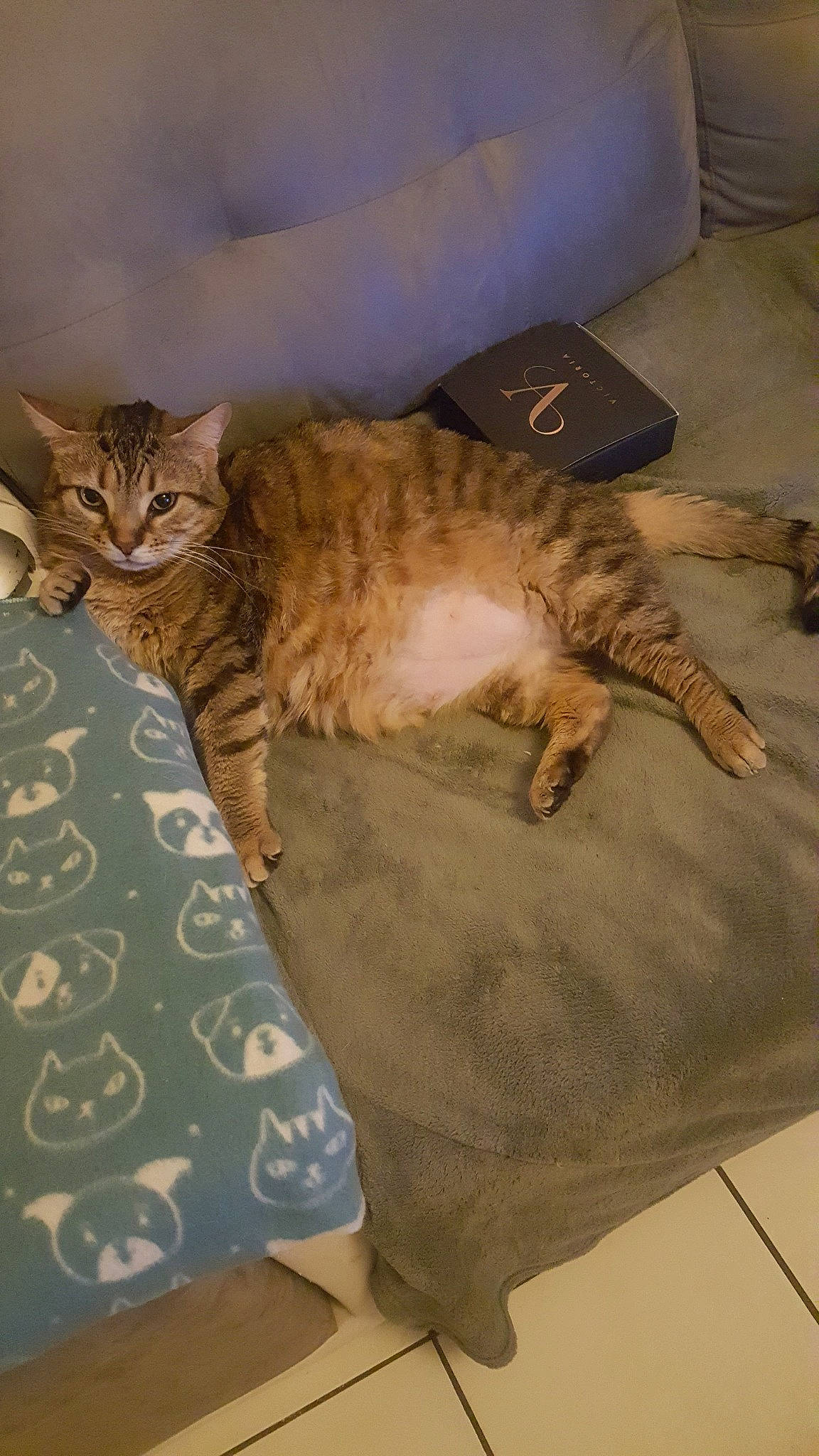 Shrek participe au concours pour gagner de l'argent avec cette photo : arabian_mau, asian, california_spangled, carnivore, cat, chausie, domestic_short_haired_cat, dragon_li, european_shorthair, felidae, mammal, ocicat, pixie_bob, savannah, small_to_medium_sized_cats, sokoke, tabby_cat, toyger, whiskers, wild_cat