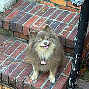 Chai is registered to the contest to win money with this photo: dog, fluffy, brown, pet, canine, sitting, brick_stairs, outdoor, happy, tongue_out, collar, tag, steps, railing, smiling, fur, animal, closeup, daylight, pomeranian