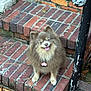 dog, fluffy, brown, pet, canine, sitting, brick_stairs, outdoor, happy, tongue_out, collar, tag, steps, railing, smiling, fur, animal, closeup, daylight, pomeranian
